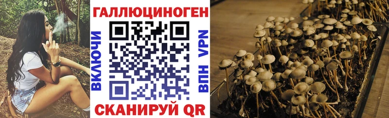 Галлюциногенные грибы Psilocybe  закладка  Лобня 